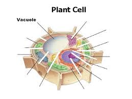 Here are just a few of the specialised organelles that we know about: Cell Types And Organelles The Cell Is Like