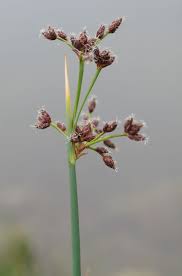 Image result for Schoenoplectus erectus