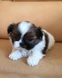 Shih Tzu Puppy For Sale In Los Angeles Ca Adn 28436 On Puppyfinder Com Gender Female Age 7 Weeks Old Shih Tzu Puppy Dogs And Puppies Shih Tzu