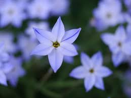 Find and follow posts tagged light purple on tumblr. Blue Flowers Star Cute Light Purple Pikist