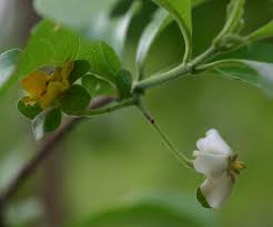 Image result for Catunaregam