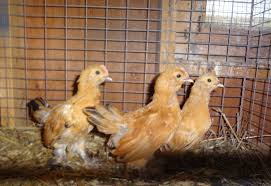 Mille fleur d uccle bantam. Mille Fleur D Uccles 6 Weeks Old Male Or Female Backyard Chickens Learn How To Raise Chickens