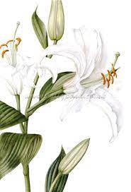 Pin By Candice Galharini On Botanical Prints Botanical Drawings Lilies Drawing Botanical Prints