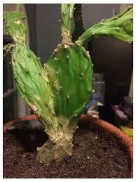 Start it in a shady area at first, gradually i did not know that a cactus needs to form a callous after cutting away the damaged parts. What S Wrong With My Cactus