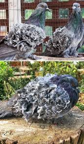 The World S Most Beautiful Pigeon Breeds Fixed Cutesypooh In 2020 Types Of Pigeons Pigeon Breeds Pigeon
