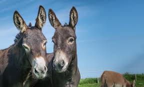 Collection by sandra's • last updated 11 weeks ago. Miniature Donkeys Of Denty Home Facebook