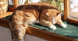 Are Indoor Cats Happy Care Com