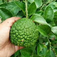 Saya ingin membuat pemerhatian pembiakan keratan batang bagi tanaman limau purut dan limau nipis menggunakan. Limau Sumsaa Gabungan Limau Purut Lemon Shopee Malaysia