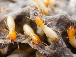 Serving asheville, charlotte, clinton, durham, fayetteville, greenville, kernersville, morehead city, new bern. Termites Pest Control Termite Pest Control Pest Control Pest Control Services