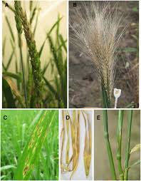 Wheat Blast Disease Danger On The Move Springerlink