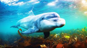 Buzzfeed staff get all the best moments in pop culture & entertainment delivered t. Are You A Shark Dolphin Or Whale Based On Your Myers Briggs Personality Howstuffworks