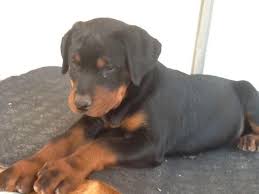 Meet dogs and find one that you want to adopt. Rottweiler Puppies For Sale In Richmond California Classified Americanlisted Com