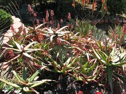 Image result for Aloe cameronii × christianii