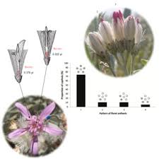 Image result for Pleiotaxis argentea