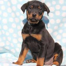 German rottweiler puppies for sale… we have the reputation of breeding rottweilers that have a long life expectancy. Rotterman Puppies For Sale Greenfield Puppies