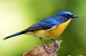 Kembali masih bersama situs resmi kacer.co.id yang selalu update memberikan informasi seputar dunia burung, pada kesempatan kali ini yang akan dibahas adalah tentang burung burung paling cantik yang ada di dunia, memang tidak sedikit jenis burung yang memiliki rupa yang indah dan menawan, namun disini hanya dijelaskan beberapa burung yang memiliki nilai dan keistimewaan tersendiri yang perlu. 70 Gambar Burung Dan Jenisnya Dari Berbagai Negara Dan Penjelasannya