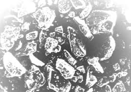 Image result for Terminalia randii