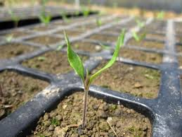 Https Xn M9jp3ya3i5308a7pvb Com E3 83 88 E3 83 9e E3 83 88 E6 A0 Bd E5 9f B9qa E3 83 88 E3 83 9e E3 83 88 E7 A8 Ae E3 81 Be E3 81 8d E6 99 82 E6 9c 9f Html