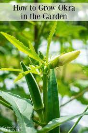 Gardeners raising seed pods to eat should pick them when they are about 3 inches (7.6 cm.) long. Thinking About Growing Okra In Your Garden This Guide On How To Grow Okra Will Help You Care For Your Okra Plants From Seed To Harvest Okra Plant Plants Okra