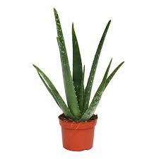 Die haut wird durch den angenehm kühlenden effekt erfrischt und eignet sich perfekt nach einem sonnenbad, bei strapazierter haut, bei insektenstichen und hautreizungen. Aloe Vera Ca 3 Jahre Alt 12cm Topf