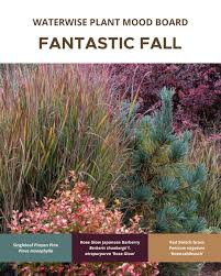 Image result for Andropogon chinensis