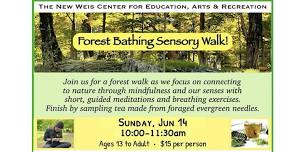 Forest Bathing Sensory Walk & Foraged Tea