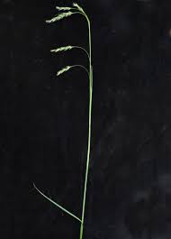 Image result for Scleria catophylla