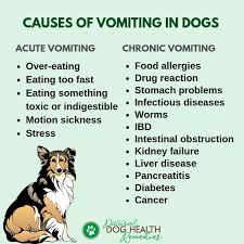 Vomitus eruptus (aka dog vomiting) normal vomit consists of bile (yellow slime), mostly digested food, and foam. Causes Of Vomiting In Dogs Caring For A Vomiting Dog