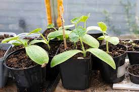 Posted on july 10, 2013 in square foot gardening. How To Grow Zucchini In Containers Gardener S Path