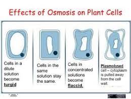 Flaccid And Turgid Plant Cell Google Search Plant Cell Cell Wall Osmosis
