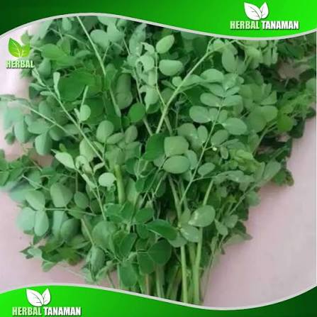 Daun Kelor