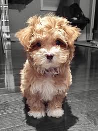 Find cavapoo puppies for sale and dogs for adoption. Havapoo Poovanese Puppy Apricot Havapoo Puppies Puppies Cockapoo Puppies