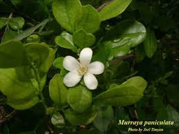 Image result for Maerua paniculata