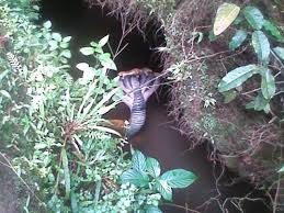 Does a snake with five heads exist? - Quora