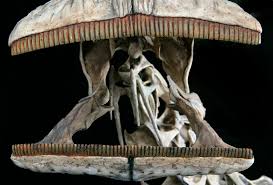 A major goal of this expedition is to find the rest of this. Discoveries Paul Sereno Paleontologist The University Of Chicago