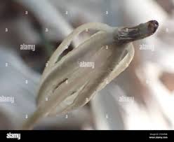 Image result for Didymoplexis