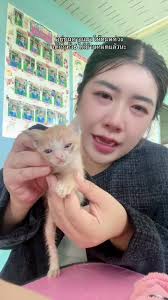 กว่าจะหาบ้านได้ #แมวไทย #หาบ้านให้น้องแมว #ขอบคุณค่ะ