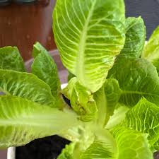 Image result for Lactuca homblei