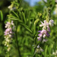 Image result for Tephrosia paniculata