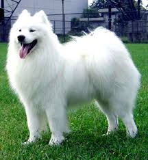 And their french name literally translates to fluffy white dog. getty images. Medium White Fluffy Dog Off 73 Www Usushimd Com