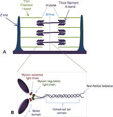 Muscle Proteins