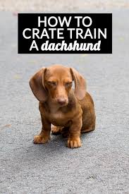 If you buy a miniature smooth haired dachshund the chances of your pet suffering painful back problems before reaching middle age is high. How To Crate Train A Dachshund