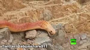 ثعبان ضخم يثير ضجة في السعودية Youtube