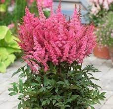 Small perennial flowers for pots. 50 Bright Pink Astilbe Seeds Bunter Shade Perennial Garden Flower Chinensis Chinensis Pumila Shade L Shade Perennial Garden Shade Perennials Astilbe