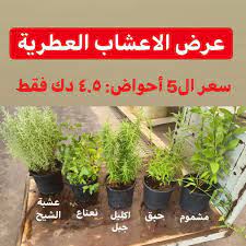 عرض الأعشاب العطرية 5 أحواض نباتات خارجية صالحة للأكل اكليل جبل روزماري نعناع حبق مشموم عشبة الشيح ب د trending decor big houses plants
