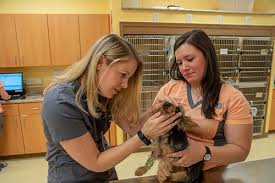 We are a rural small animal practice that offers quality medical and surgical services from caring,. Veterinarian In Johnson City Tn Boones Creek Animal Hospital