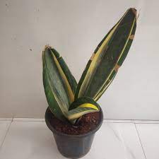 Home / products / sansevieria whale fin. Sansevieria Masoniana Variegata Nursery Buy