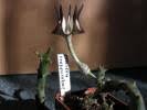 Image result for Ceropegia spatuliloba