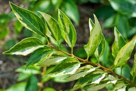 Forsythia Golden Times Foliage Variegated Plant Flower Stock Photography Gardenphotos Com Flower Stock Photography Variegated Plants Foliage
