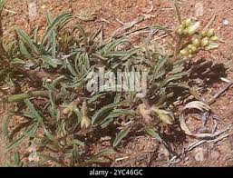 Image result for Jatropha erythropoda